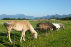 Impressionen rund um unseren Hof